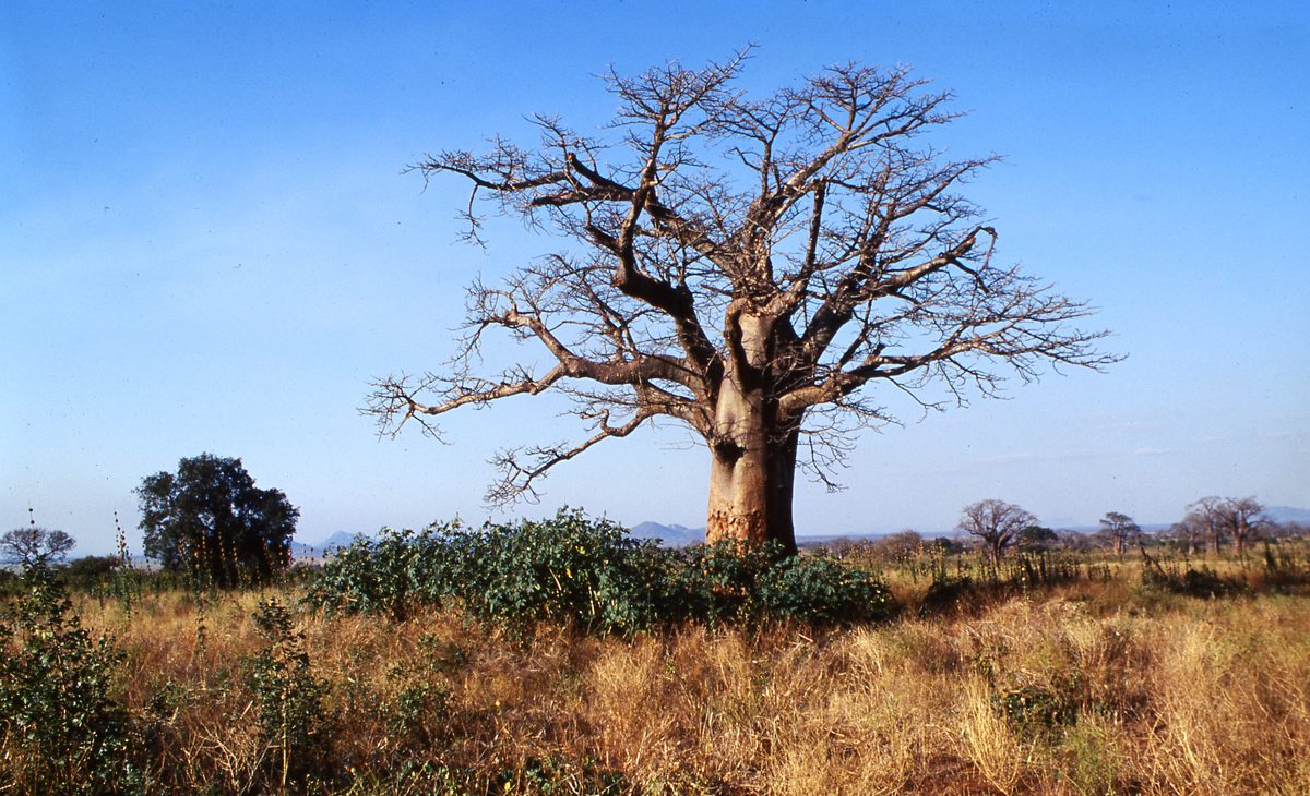 Malawi: Mzimba Pegmatite
