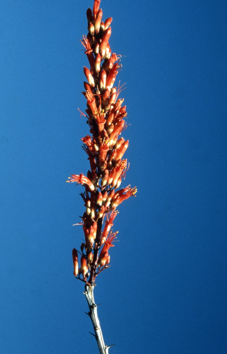 Mexiko: Agave in Blüte