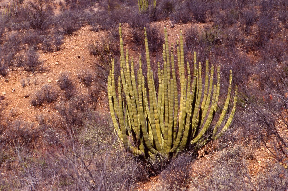 Mexiko: Querung der Sierra Madres von Chihuahua nach Moctezuma auf der kartierten „Straße“! Hat 2 Tage für 2