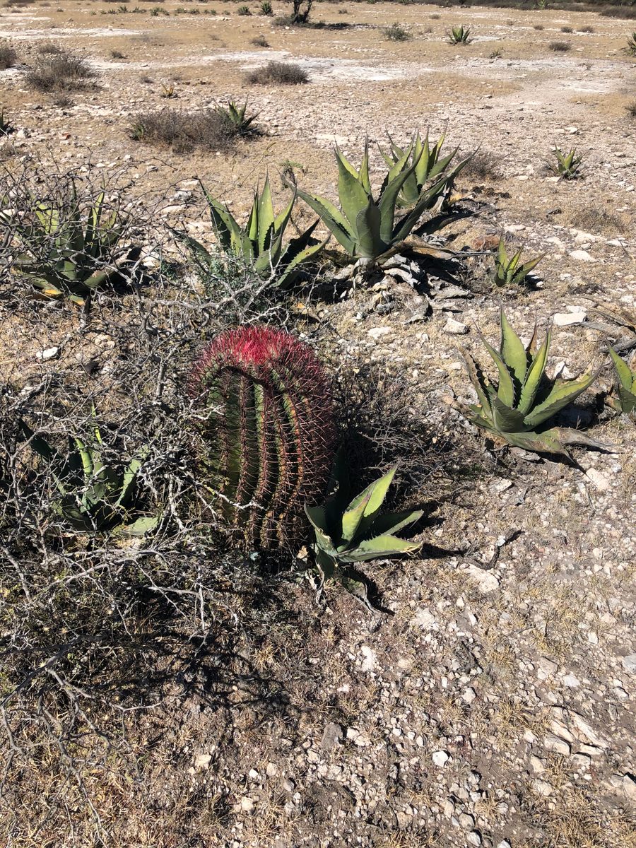 Mexiko: Charcas und Umgebung