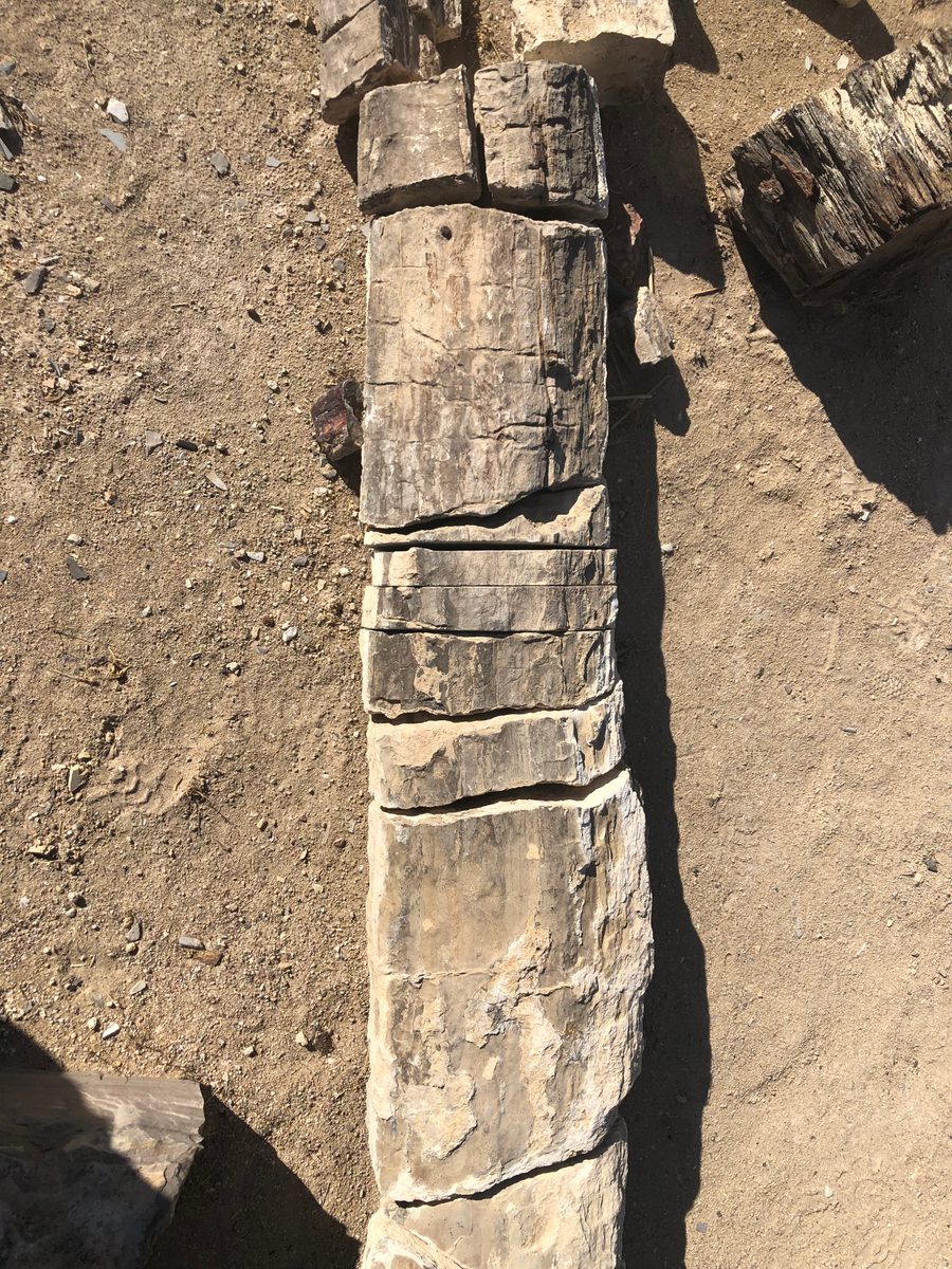 Mexiko: Fossiles Holz von Muzquiz