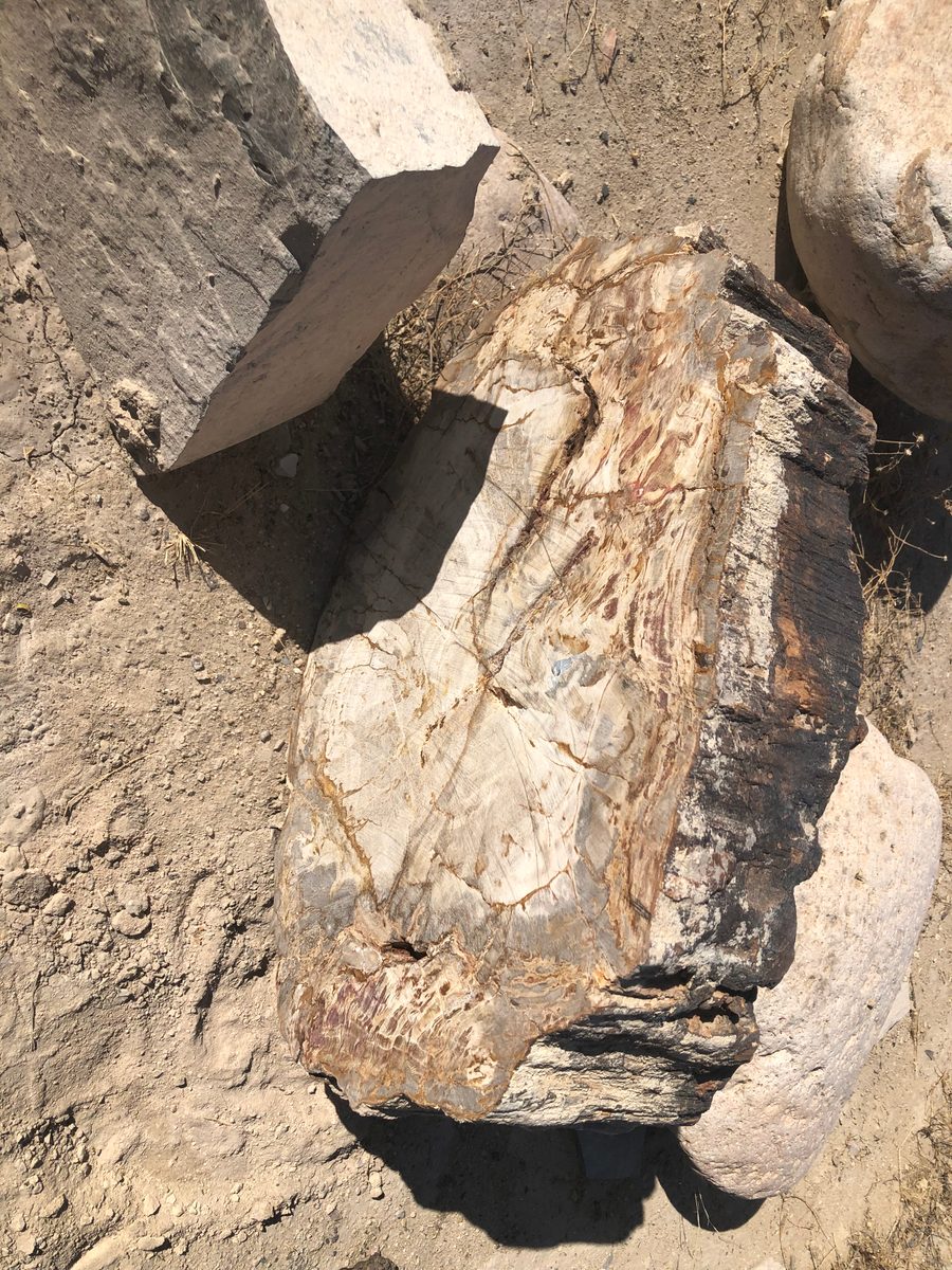 Mexiko: Fossiles Holz von Muzquiz