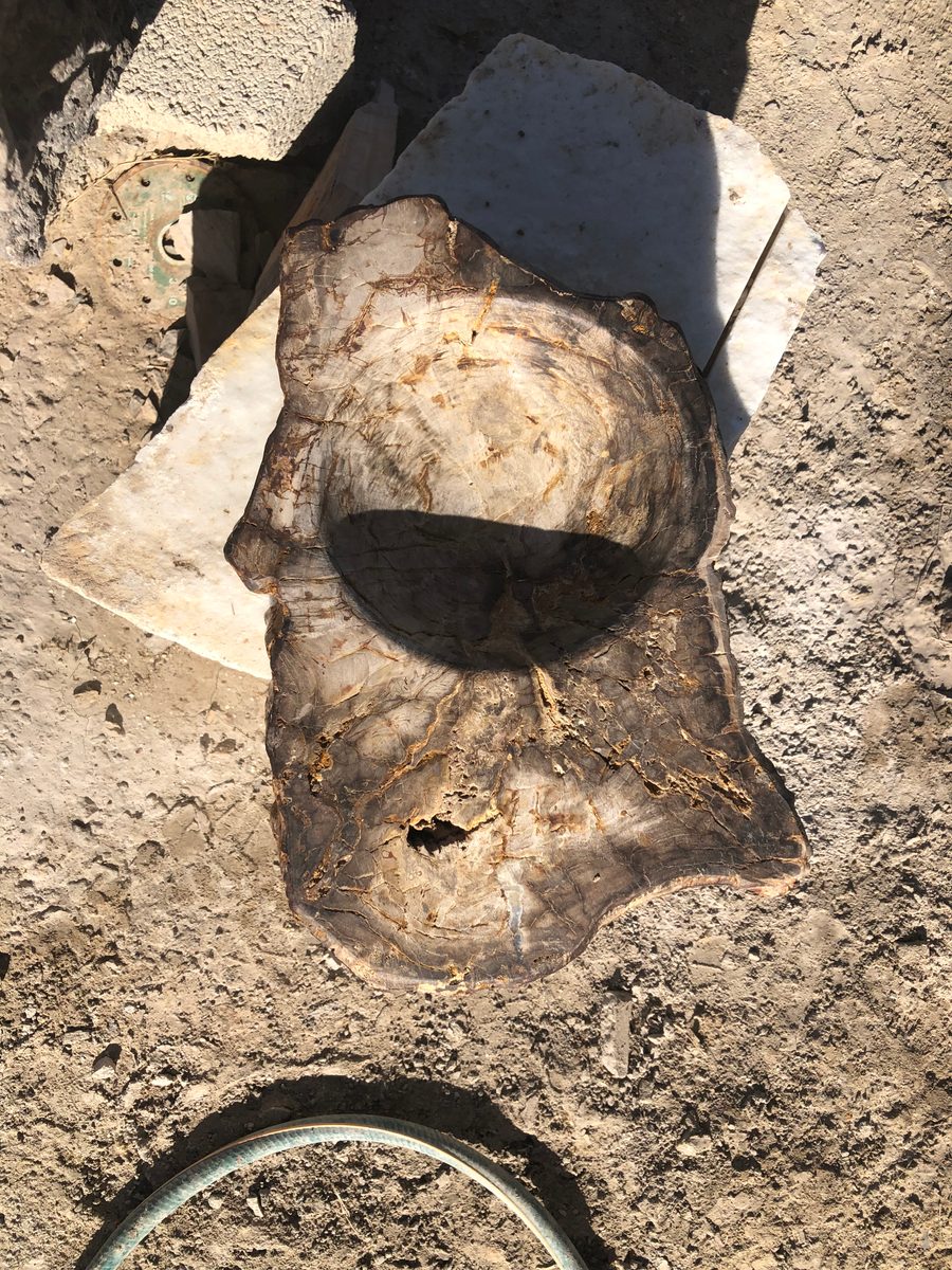 Mexiko: Fossiles Holz von Muzquiz