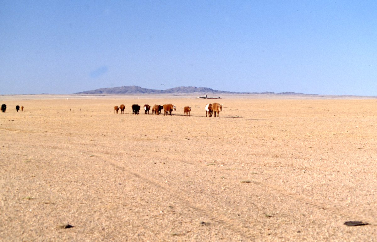 Mongolei: Fahr in die unendliche Weite der Steppe und dann der Gobi. Ziel sind die Fluorit Minen der Gegend vo