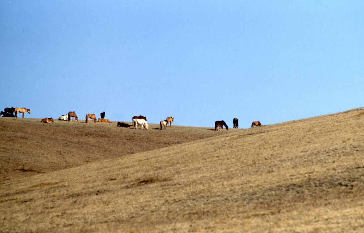 Mongolei: Fahr in die unendliche Weite der Steppe und dann der Gobi. Ziel sind die Fluorit Minen der Gegend vo