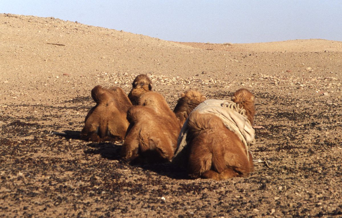 Mongolei: Das nächste Ziel tief in der Gobi ist Han-Bogdo mit seinen gigantischen Elpidit Kristallen und der T