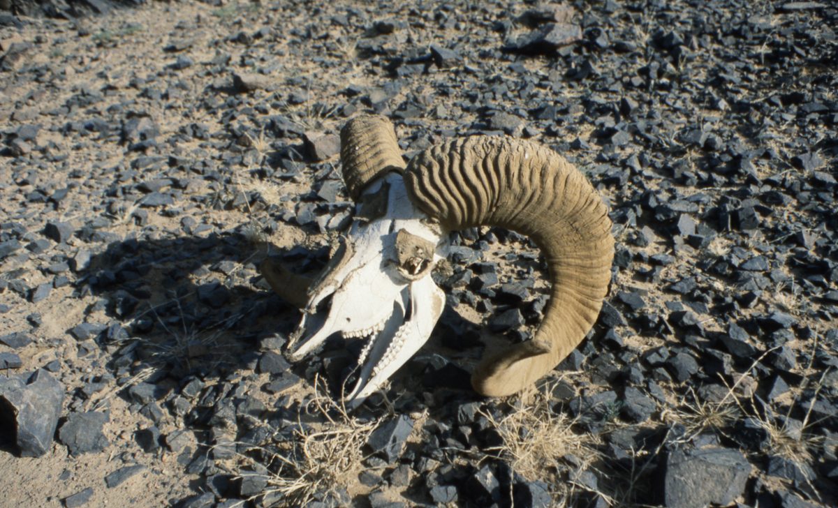 Mongolei: Fahr in die unendliche Weite der Steppe und dann der Gobi. Ziel sind die Fluorit Minen der Gegend vo