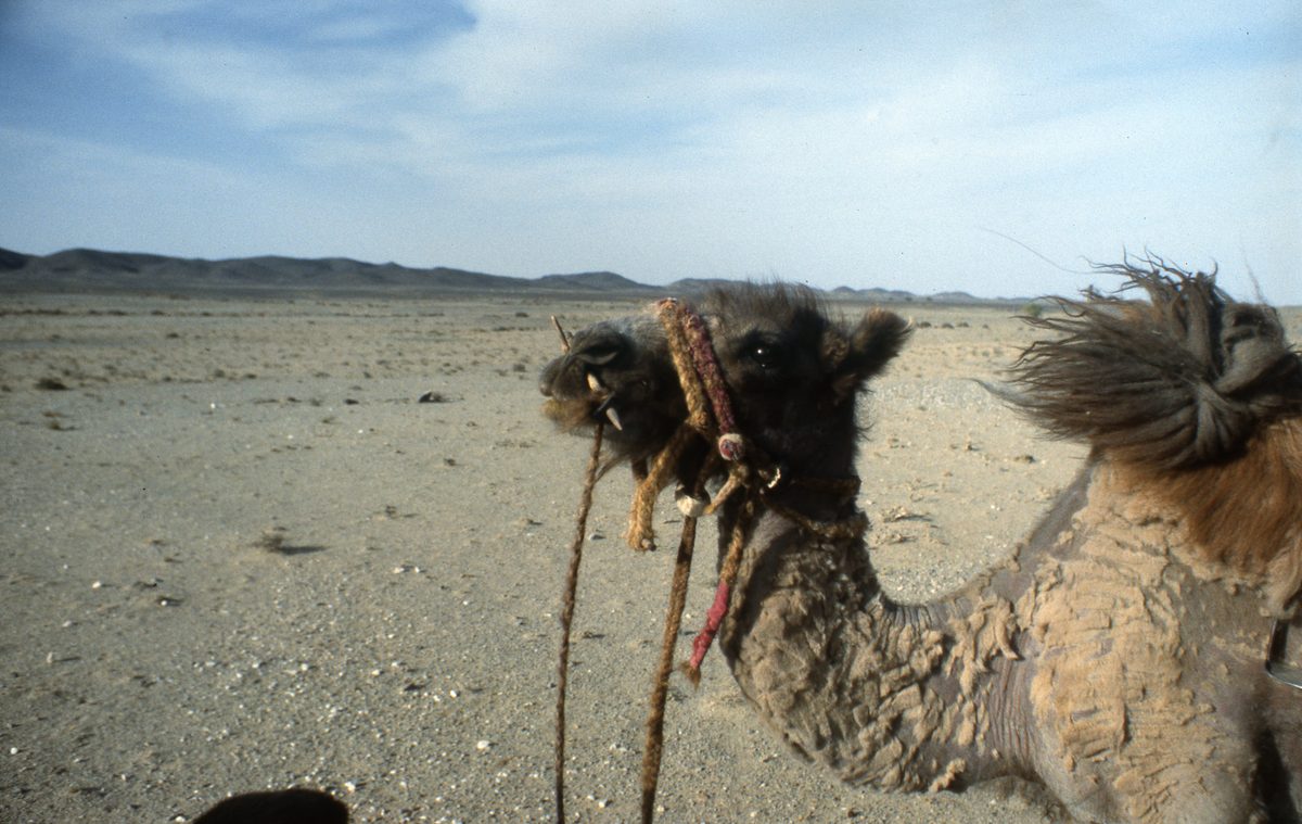 Mongolei: Rückweg aus der Gobi mit reichen Funden nach Ulan Bator