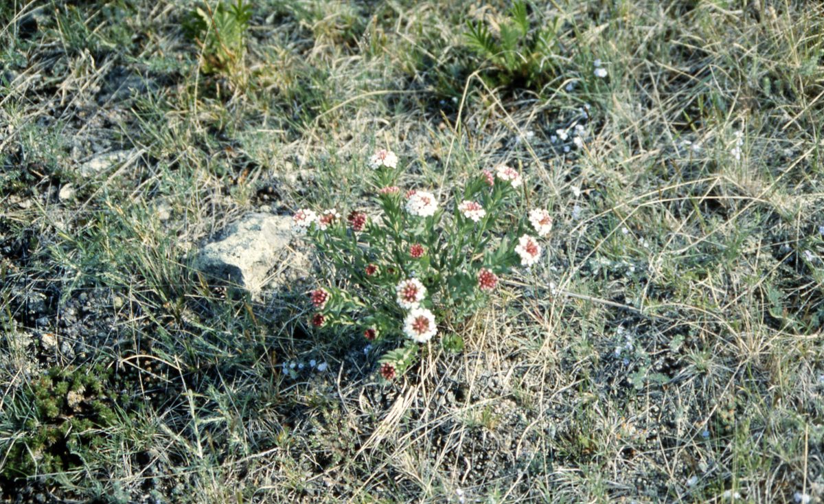 Mongolei: Die Steppe blüht!