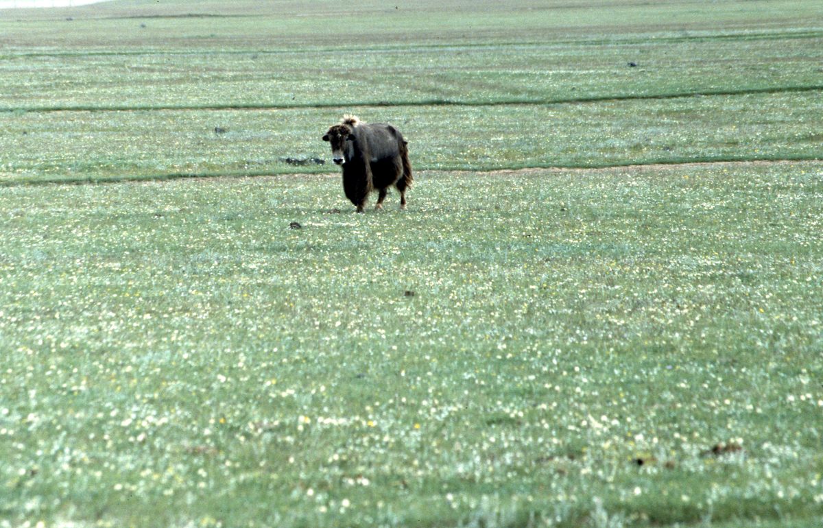 Mongolei: Helikoptertour in den nördlichen Hinti-Aimak. Hier wollten uns die Mongolen ein Diamantvorkommen zei